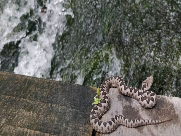 Horned Viper snake (Poskok) at Una National Park in Bosnia Hercegovina