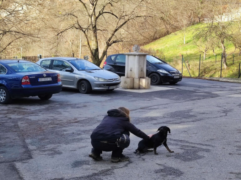 a woman petting a street dog in parking lot in Serbia