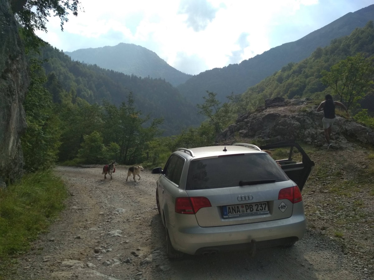 Dogs walking on the Sutjeska National Park