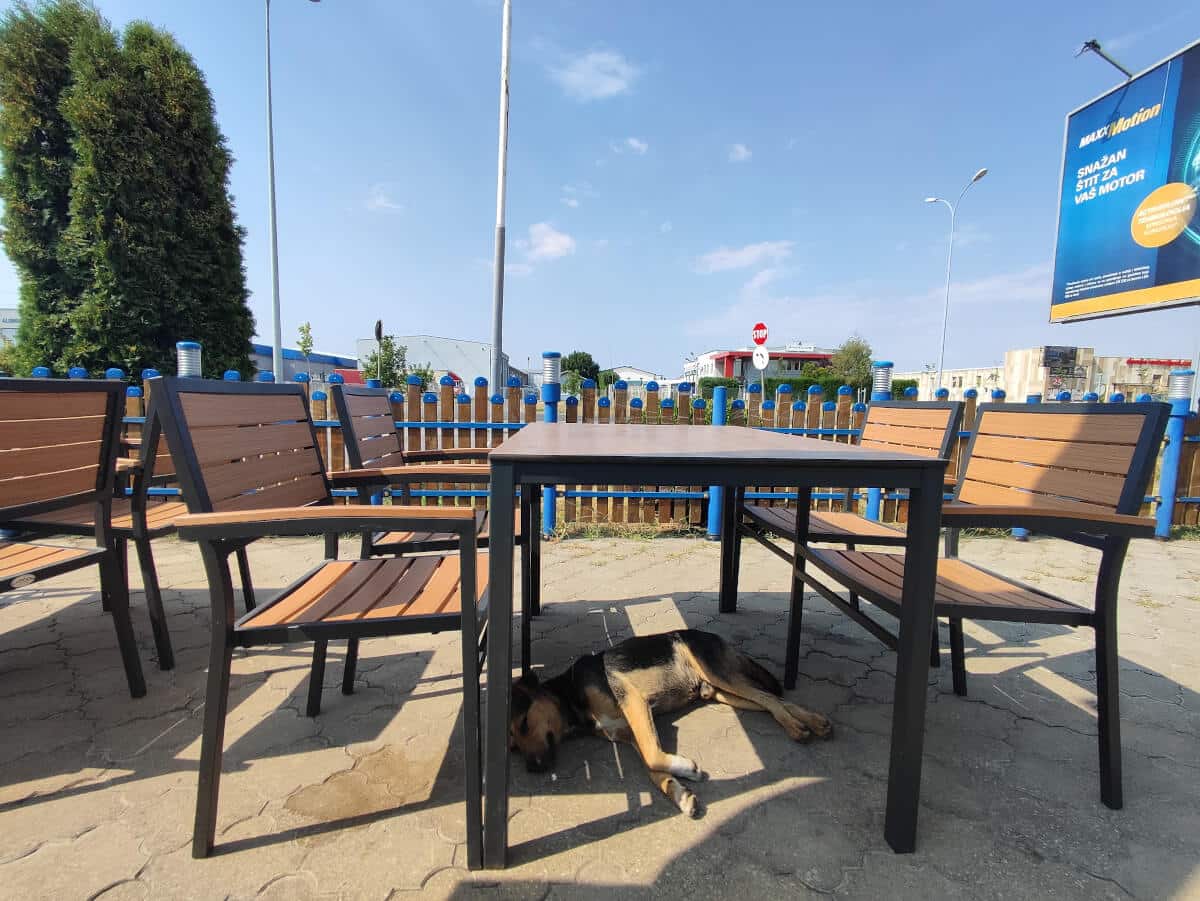 Dog sleeping at the gas station in Indjija