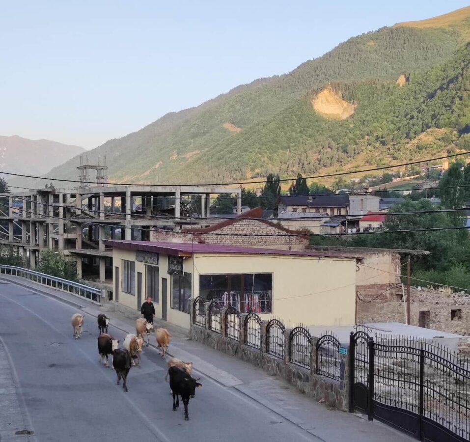 Cows walking in Mestia