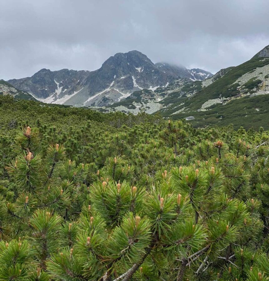 View of the nature in the Retezat Park