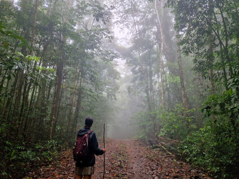 Trail from Mazaroni to Kombu waterfall in Brownsberg