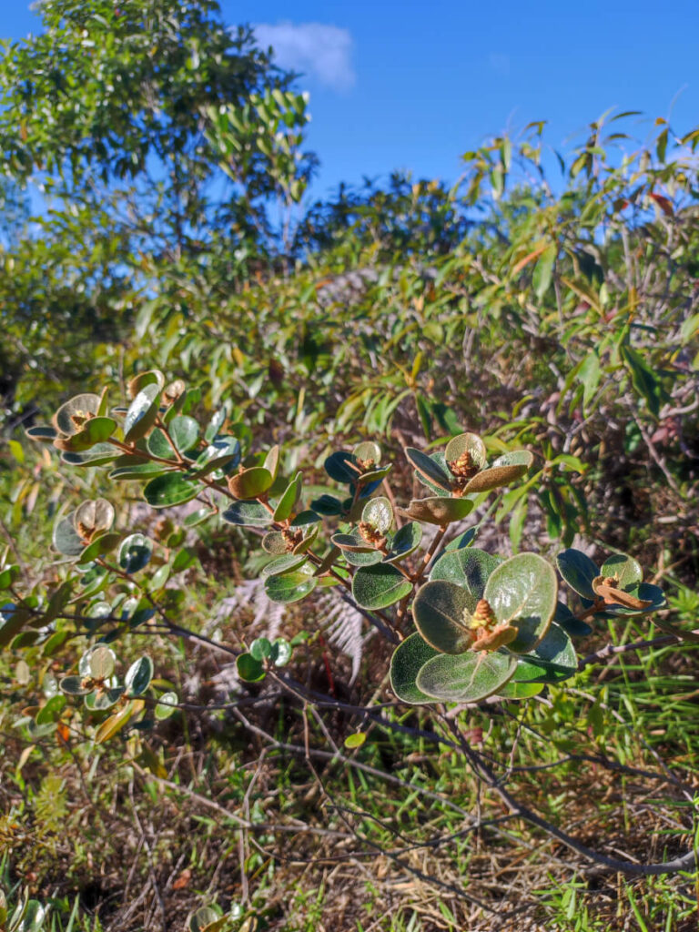 Pimenta da Serra in Vale do Capao