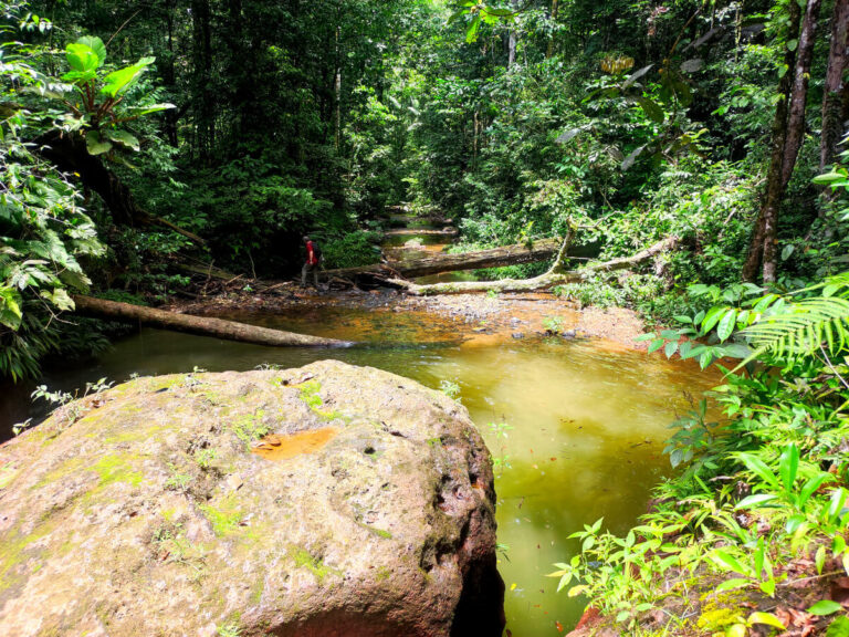 Wittie Creek in Brownsberg