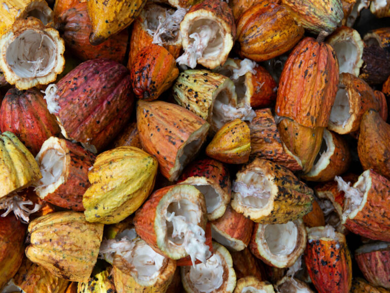 Cacao fruit