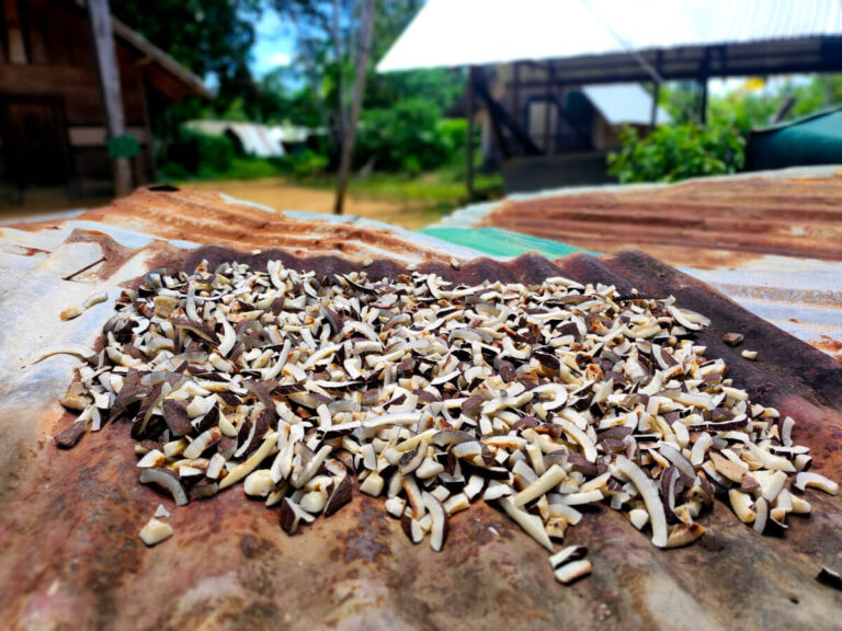 Dried coconuts on a village in Suriname