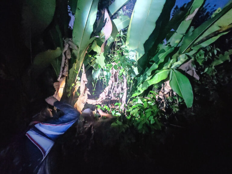 Man spotting wildlife in the evening on the Peperpot Park in Suriname