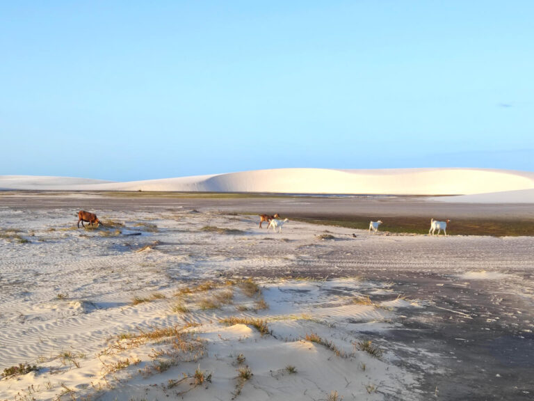 Wildlife in Lencois Maranhenses National Park in Brazil