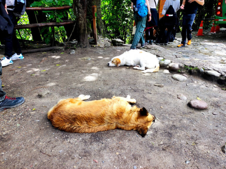 Dogs sleeping at the entrance of Machu Picchu