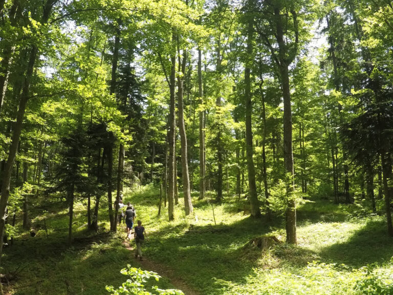 People hiking in Tara, a mountain in Serbia