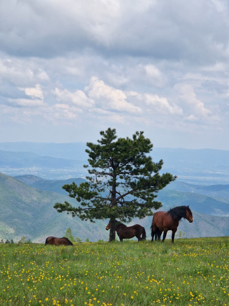 Wild horses in Stolovi, a mountain in Serbia