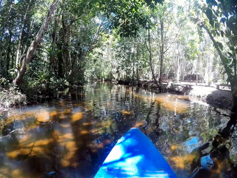 Kayaking tour in the Atlantic Forest