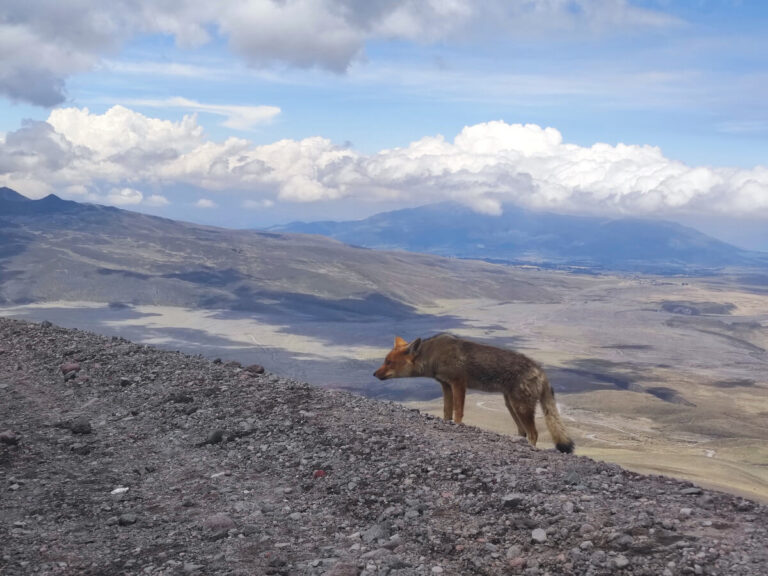 Wild fox in Cotopaxi, Ecuador