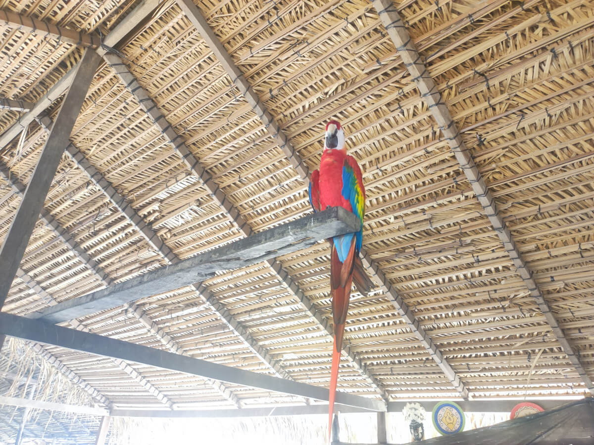 Arara vermelha, a famous bird spotted in birdwatching in Brazil